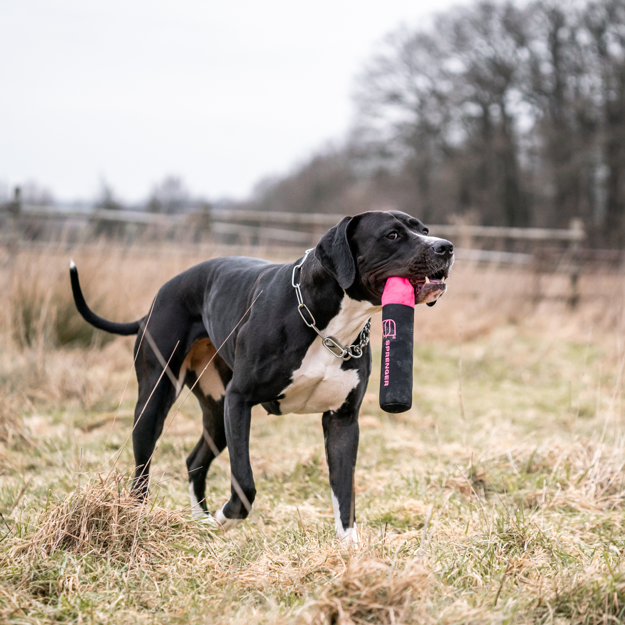 grey dog with white chest holds pink and black dog tug toy in mouth with grassy surroundings