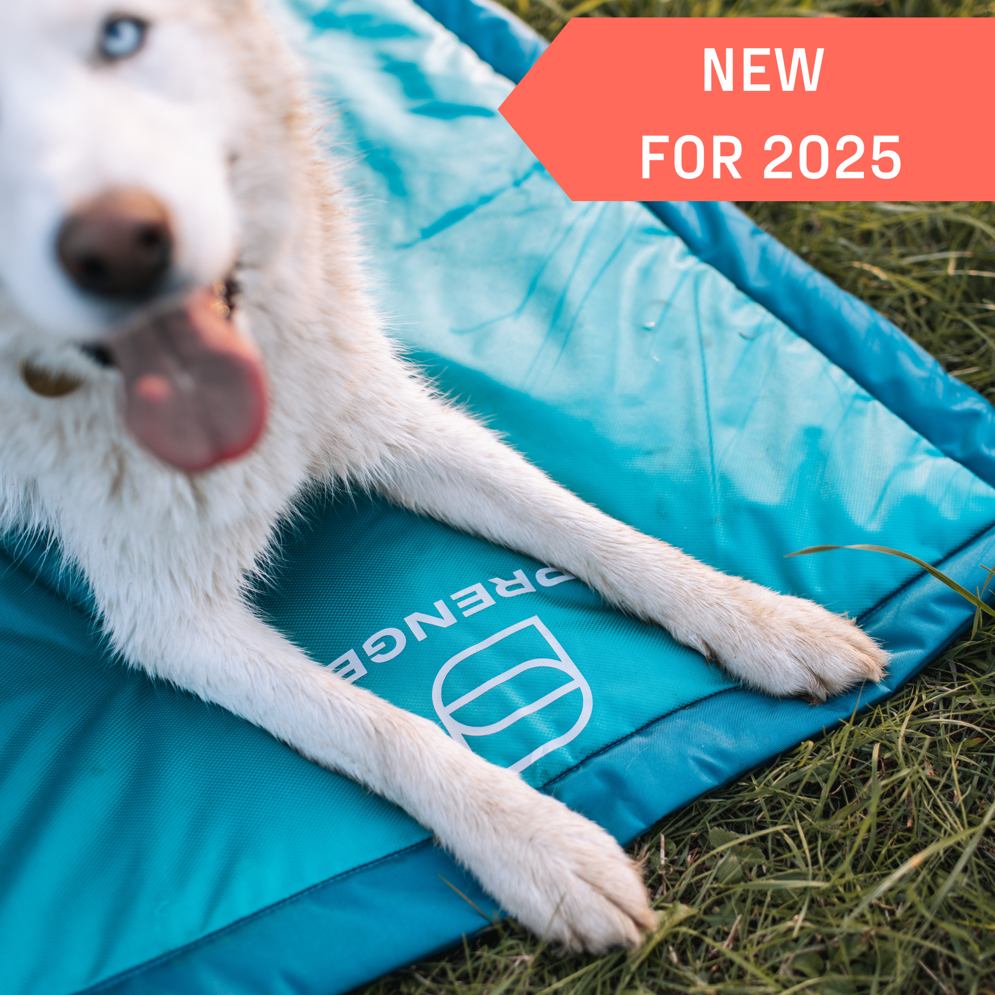 White Dog lying on a blue pet mat with 'SPRENGER' branding, outdoors.