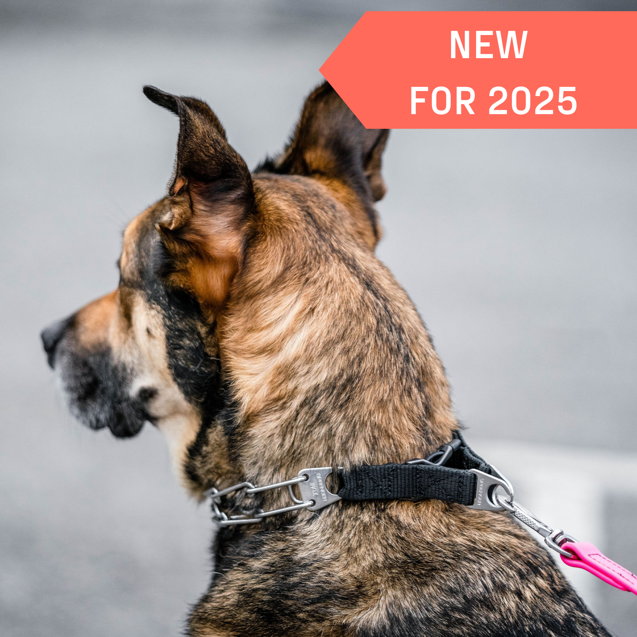 Prong Collar German Shepherd Puppy Collar Size German Shepherd