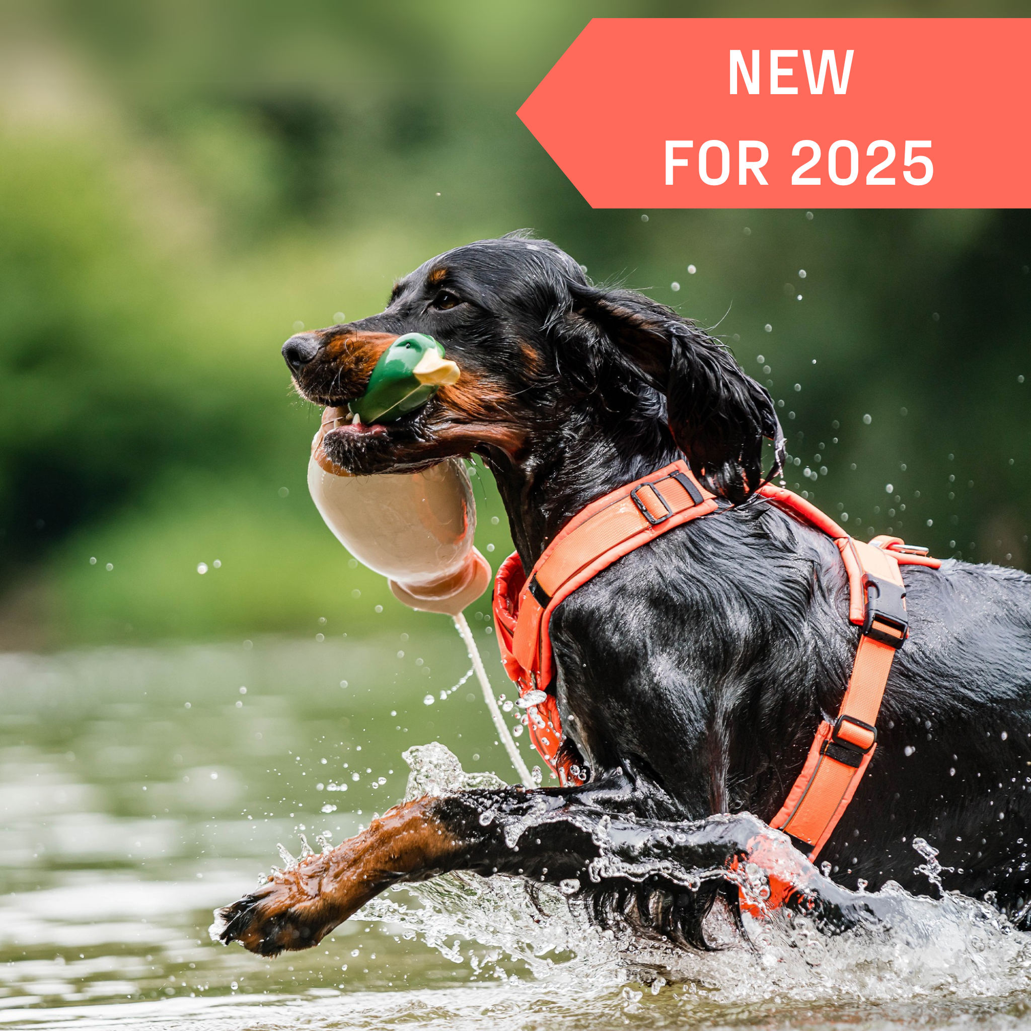 The Y-Harness 2.0