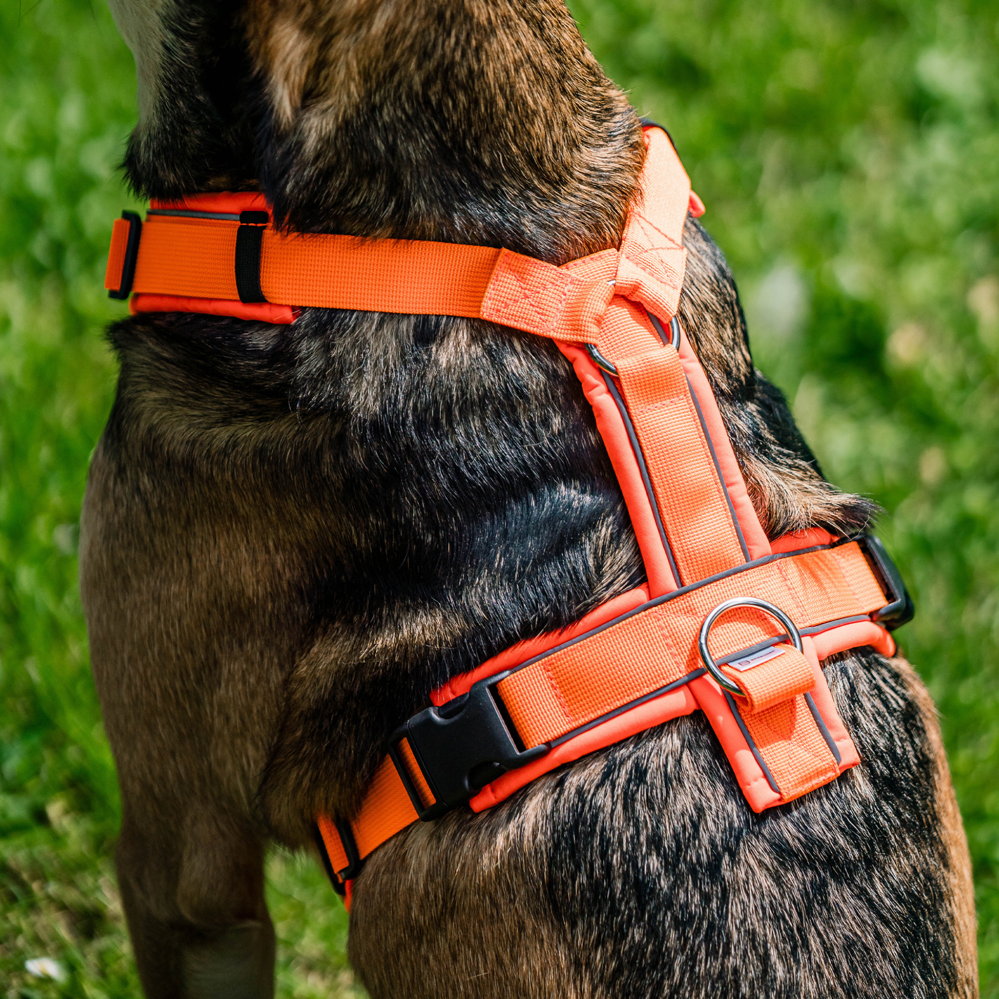The Y-Harness 2.0