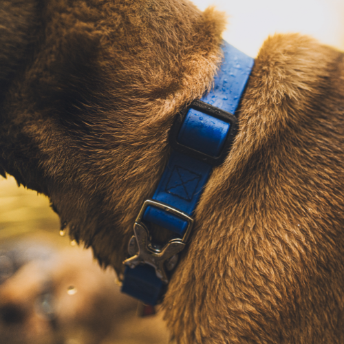 BioThane® Adjustable Martingale Collar with Buckle