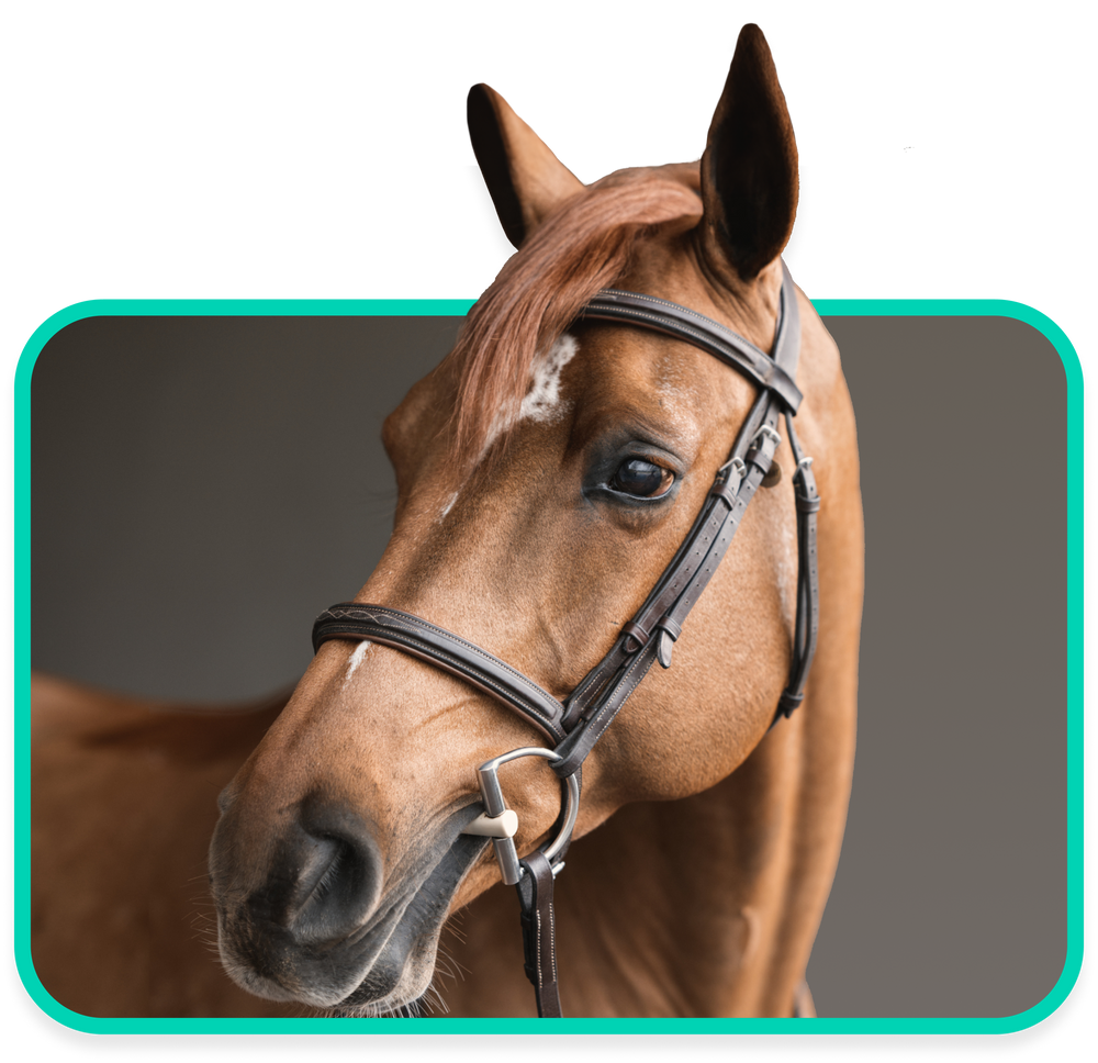 Fers à étrier Articulés Herm Sprenger 4 – Occasion – Pour équitation
