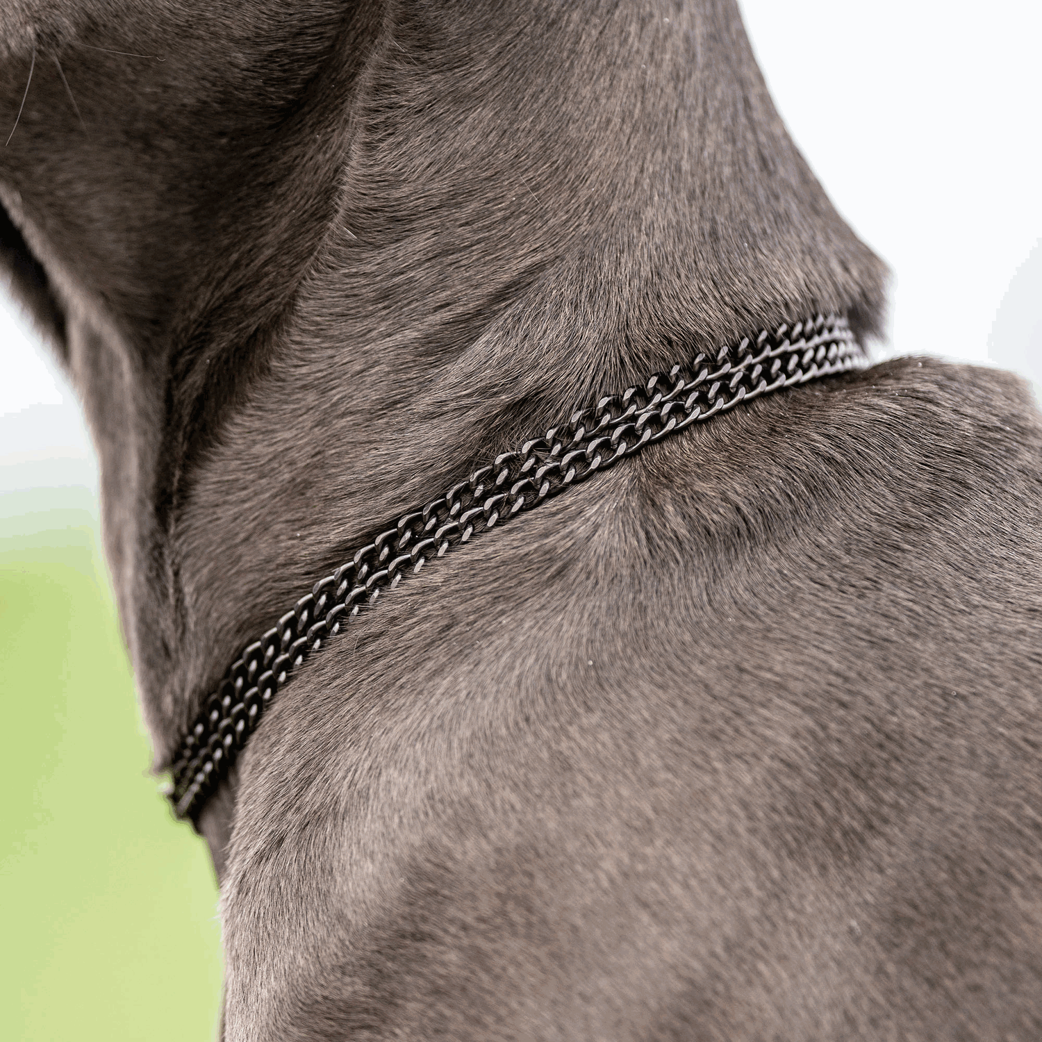 Twin Row Martingale Collar - 2mm