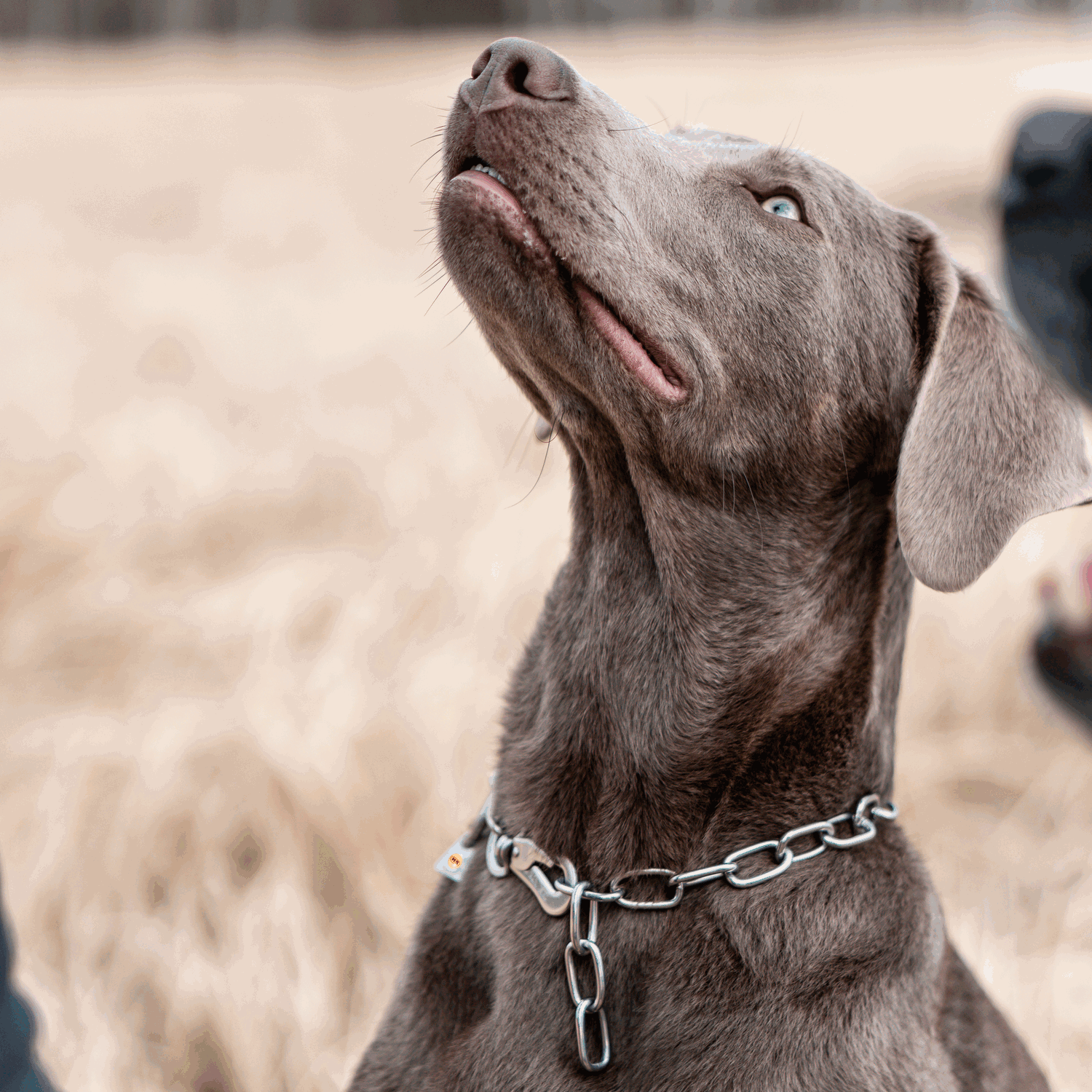 Medium Chain Link Collar with SPRENGER Hook - 3mm