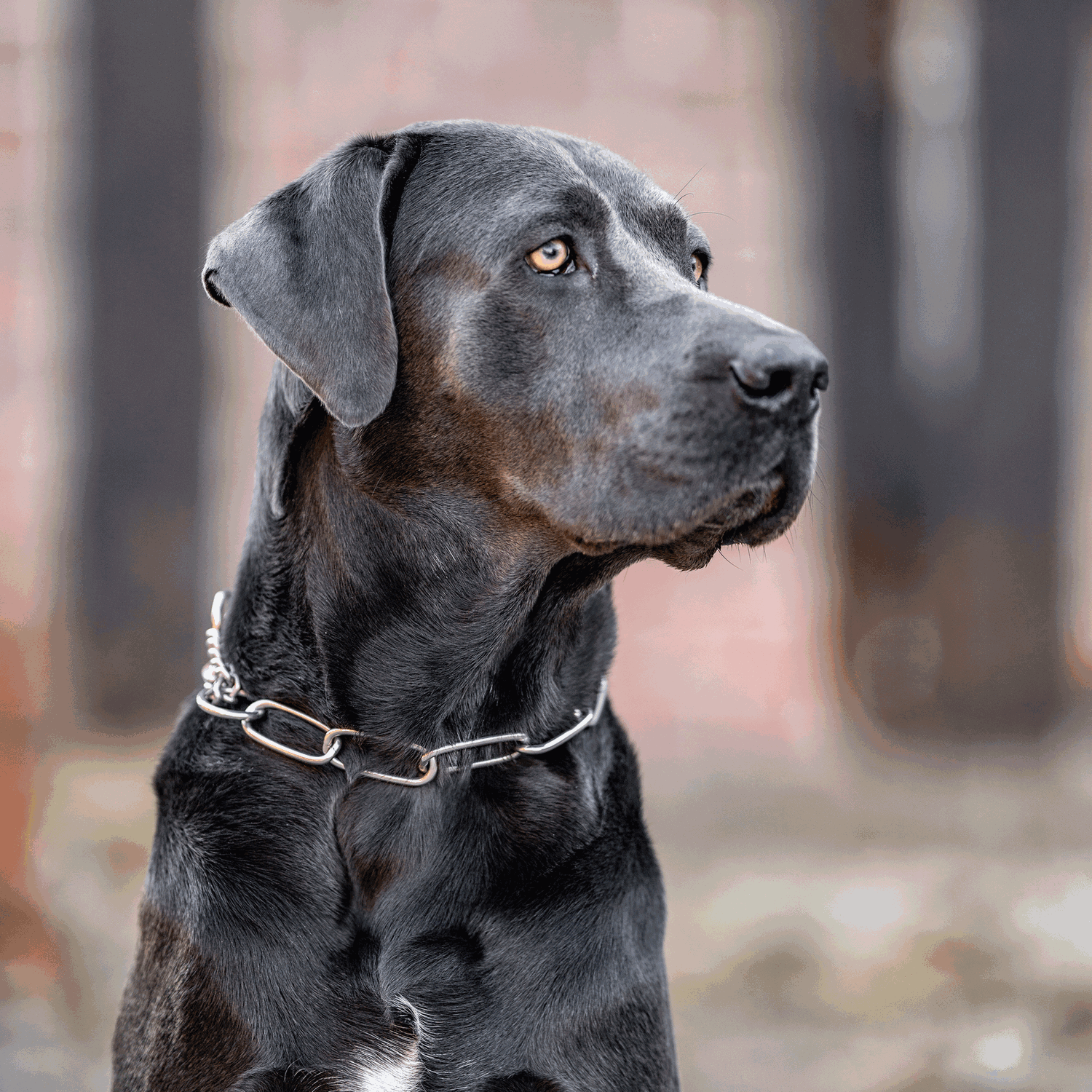 Long Chain Link Collar with Assembly Chain - 4mm