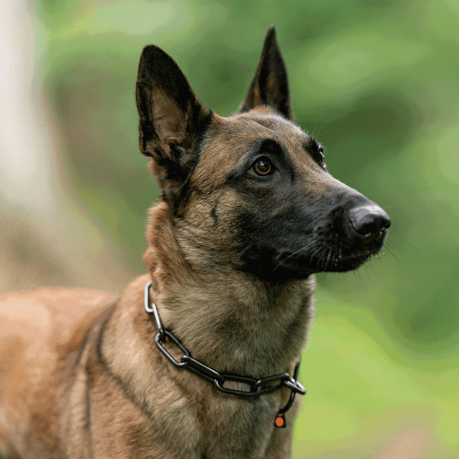 Extra Strong Long Chain Link Collar - 5mm