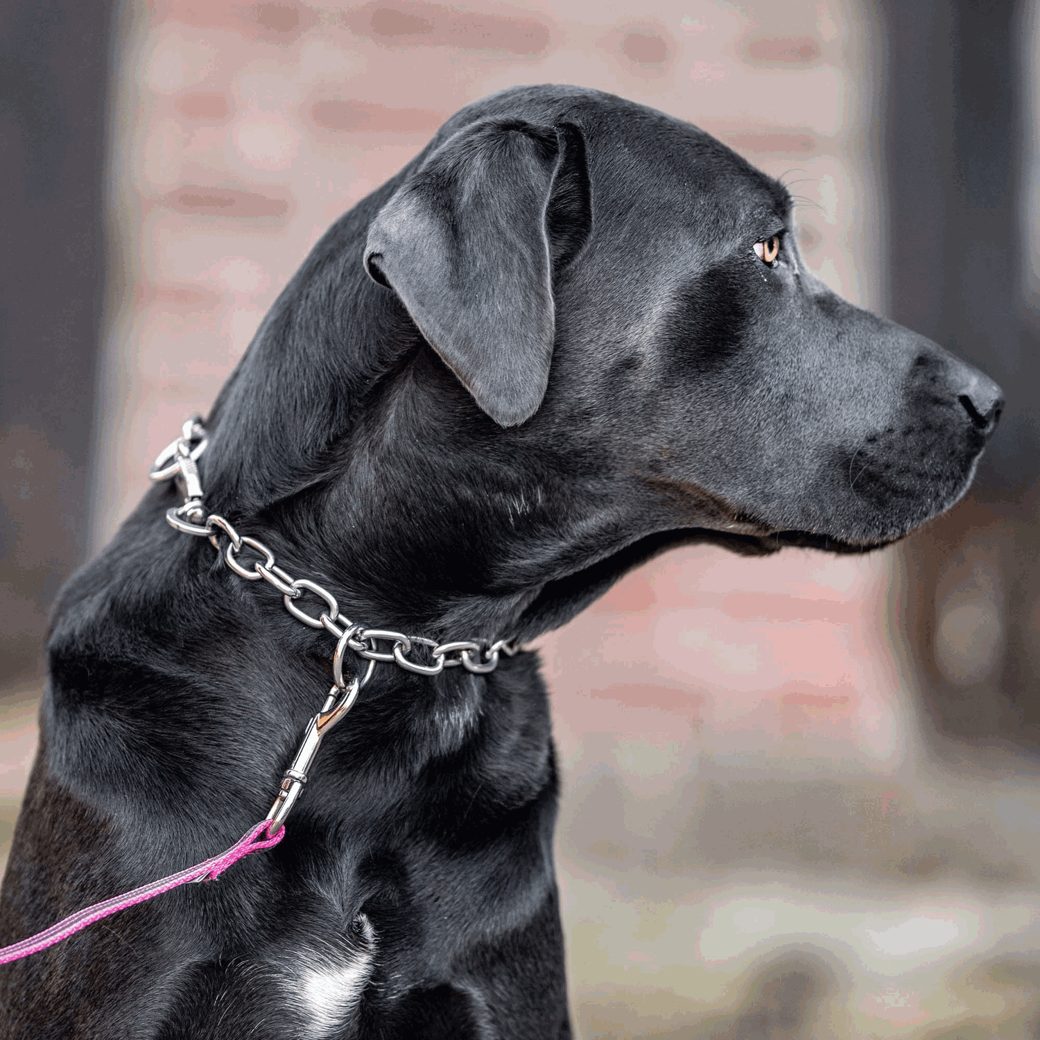 Medium Chain Link Collar (Stainless Steel Only) - 4mm