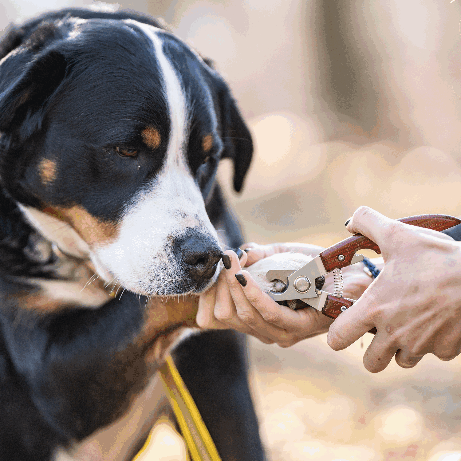 Dog Nail Clipper with Safety Stop - Wood