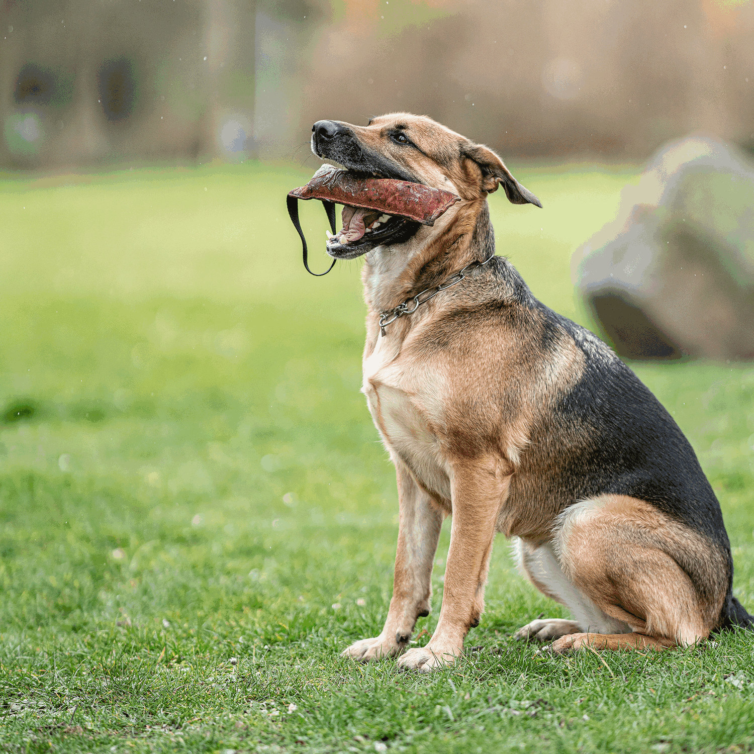 Leather Bite Tug