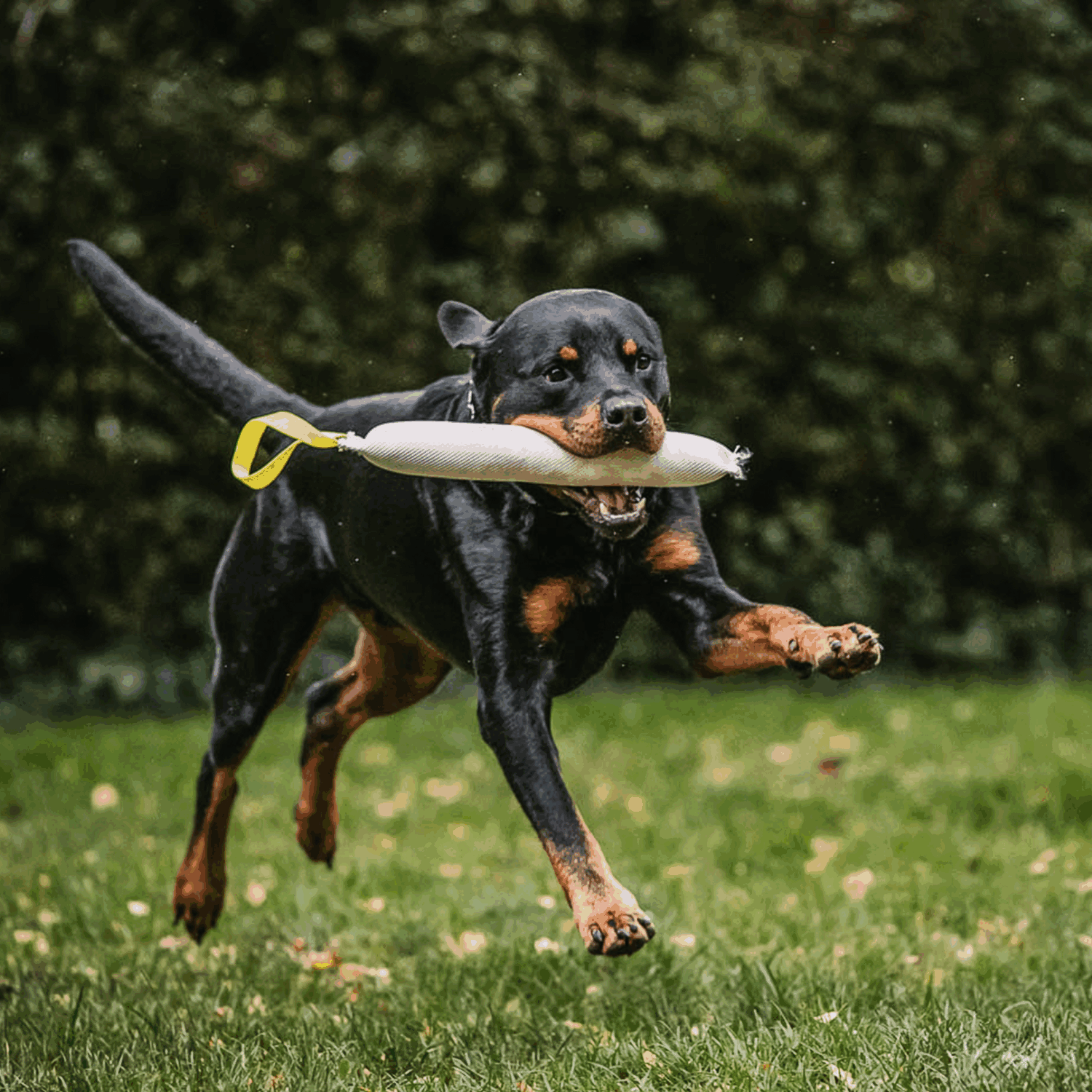 Fire Hose Bite Tug