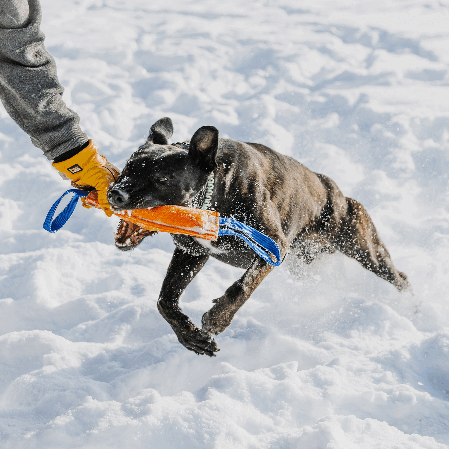 Cotton Bite Tug - Two Straps