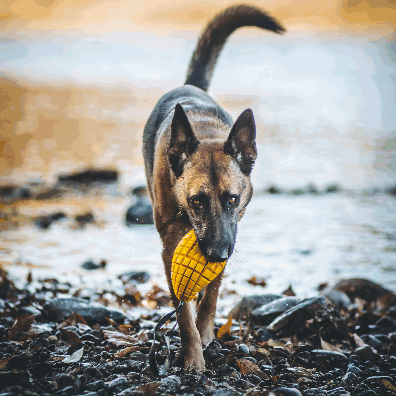 Mango Dog Toy