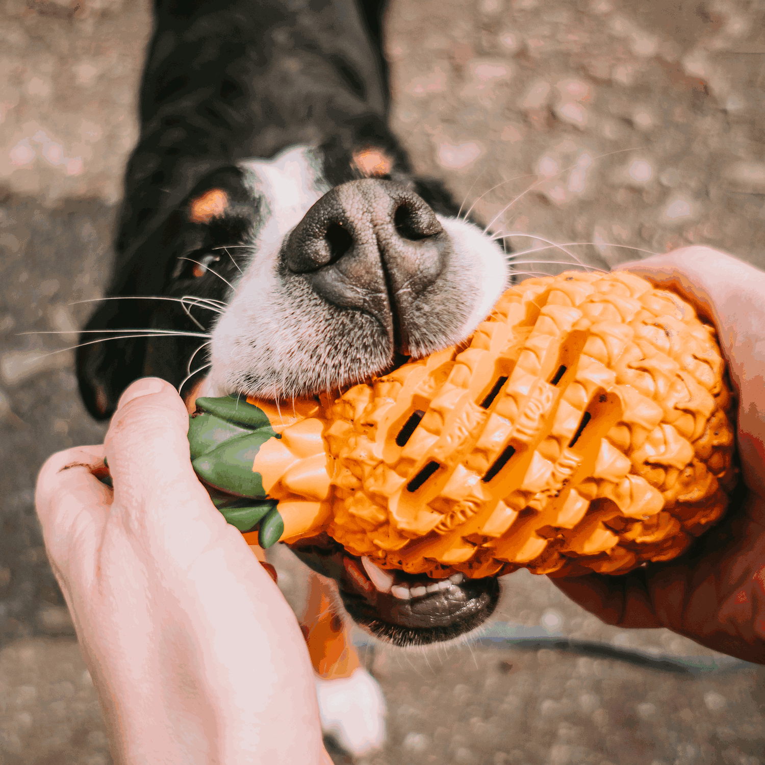 Pineapple Dog Toy