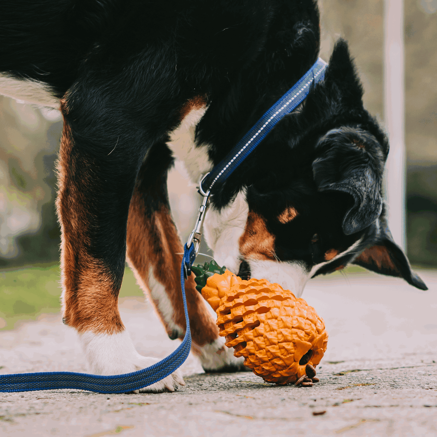 Pineapple Dog Toy