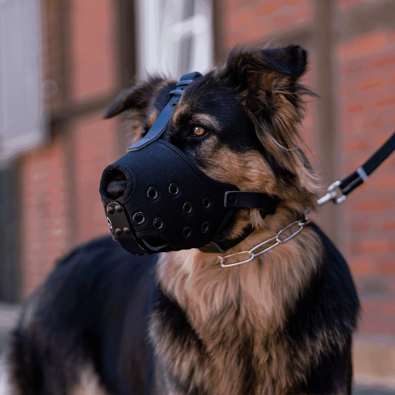 Canine muzzle best sale