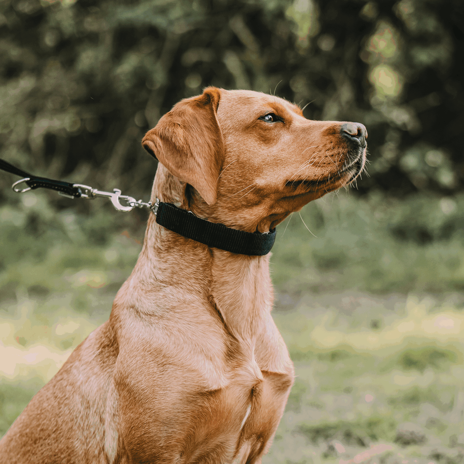 ULTRA-PLUS Training Collar Cover