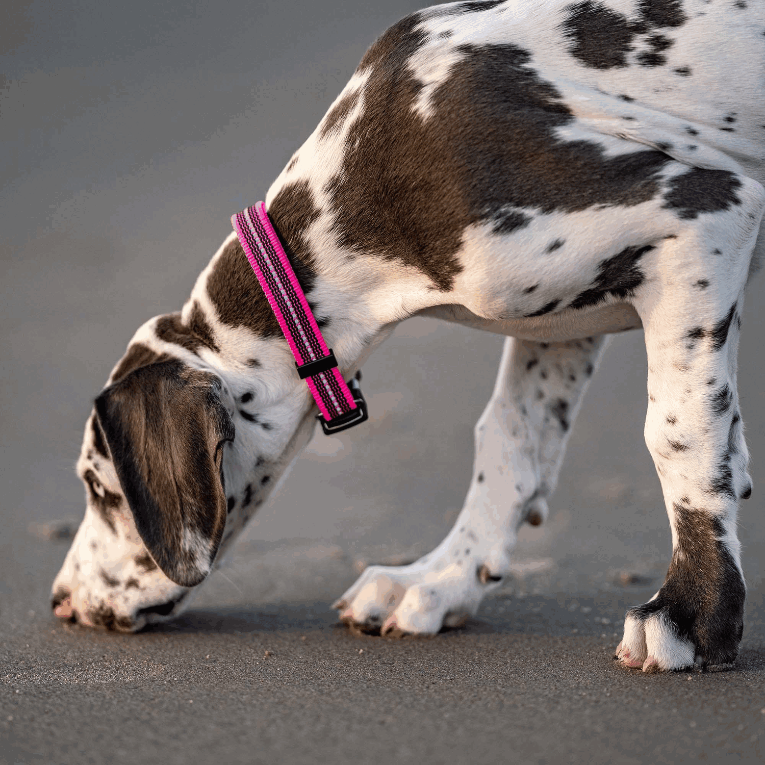 Adjustable Nylon Collar with ClicLock