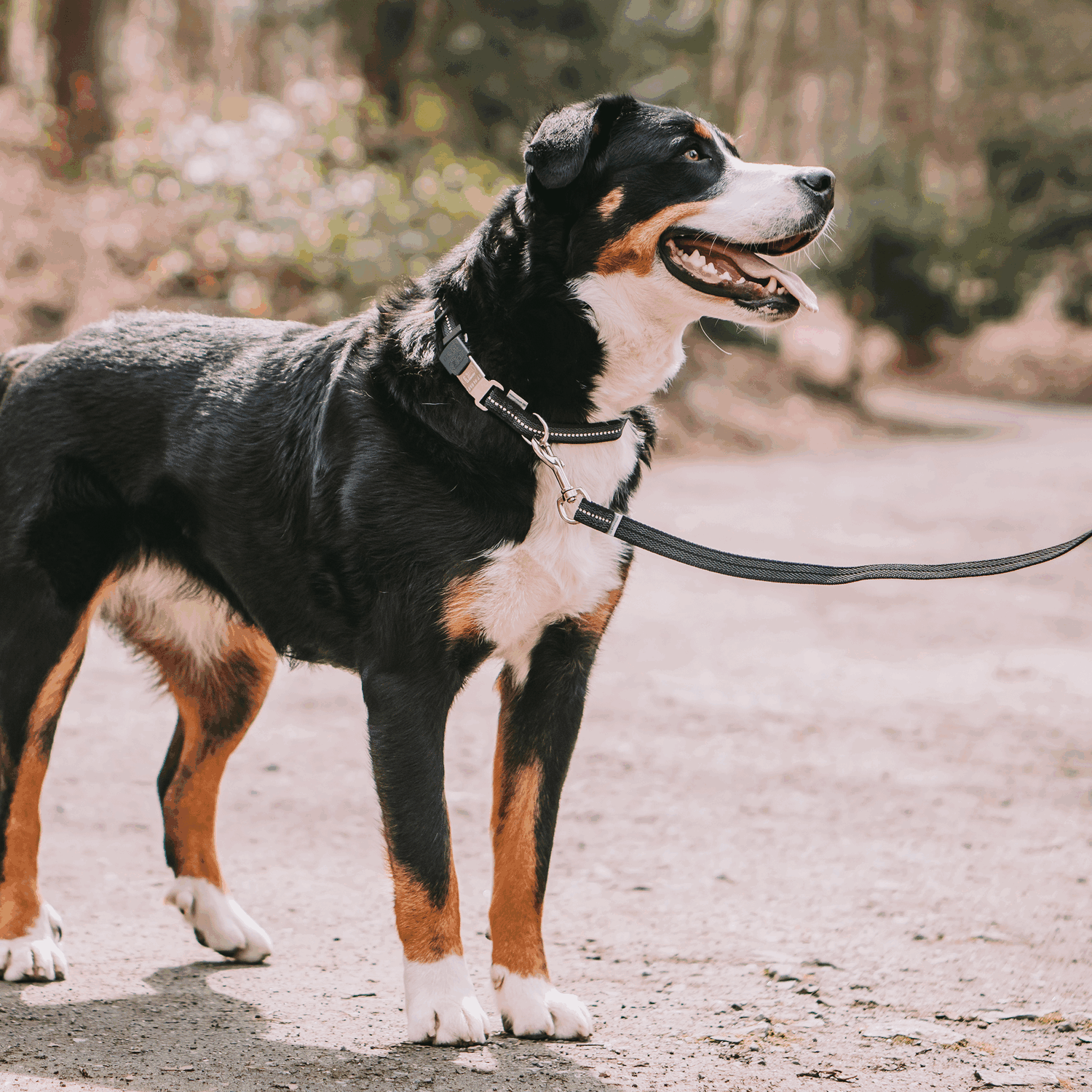 Adjustable Nylon Collar with ClicLock