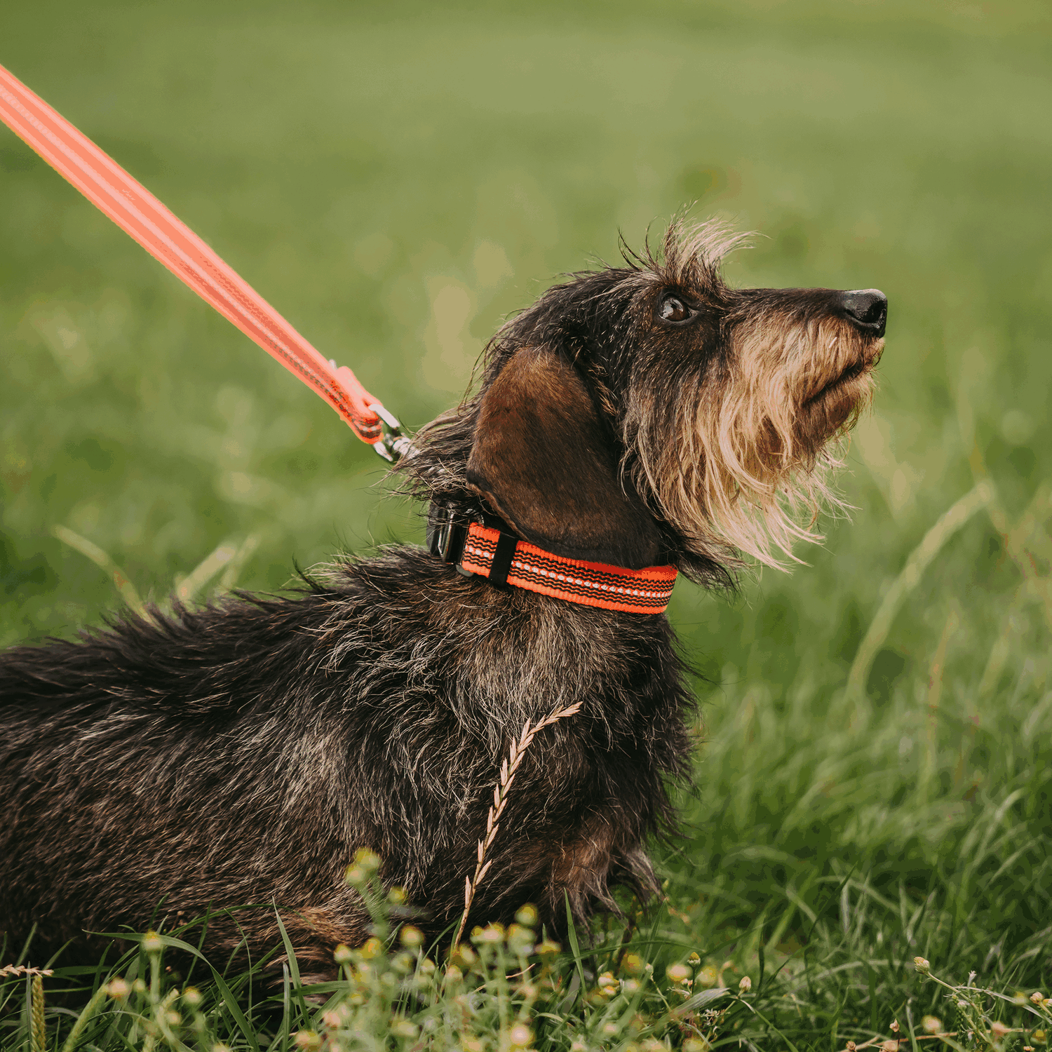 Adjustable Nylon Collar with ClicLock