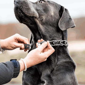 Using prong collar for training hot sale